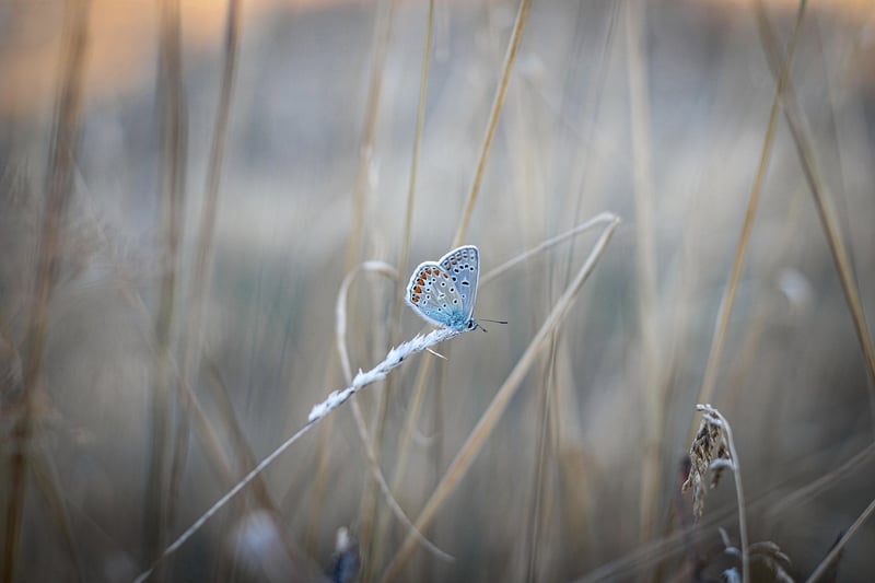 Butterfly Effect Image